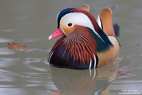 Aix galericulata / Anatra mandarina / Mandarin duck / Canard mandarin