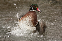 Aix sponsa / Anatra sposa / Wood duck / Canard branchu