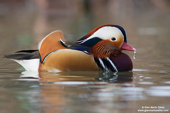 Aix galericulata / Anatra mandarina / Mandarin duck / Canard mandarin