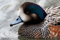 Anas sibilatrix / Fischione del Cile / Chiloe wigeon / Canard de Chiloé