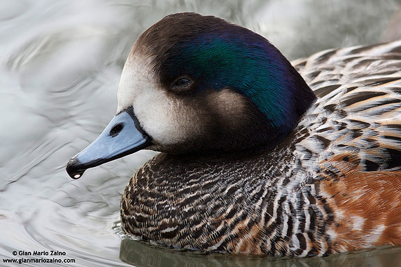 Anas sibilatrix / Fischione del Cile / Chiloe wigeon / Canard de Chiloé