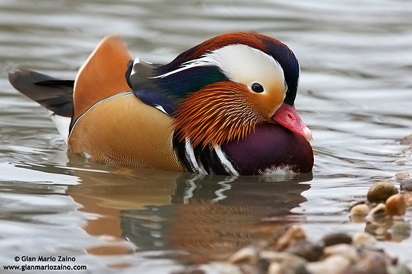 Aix galericulata / Anatra mandarina / Mandarin duck / Canard mandarin