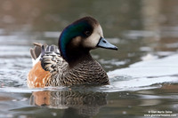 Anas sibilatrix / Fischione del Cile / Chiloe wigeon / Canard de Chiloé