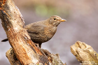 Turdus merula / Merlo / Common blackbird / Merle noir