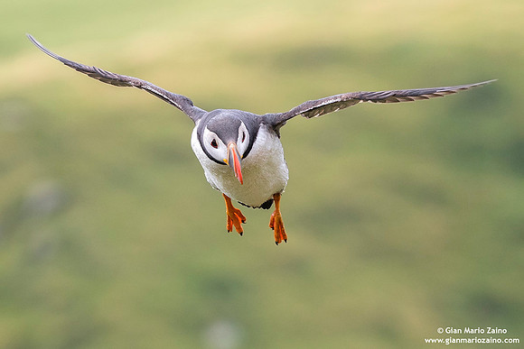 Fratercula arctica / Pulcinella di mare / Atlantic puffin / Macareux moine