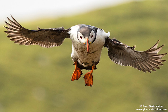 Fratercula arctica / Pulcinella di mare / Atlantic puffin / Macareux moine