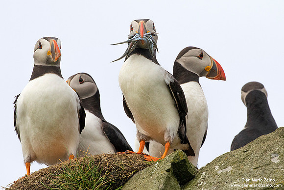 Fratercula arctica / Pulcinella di mare / Atlantic puffin / Macareux moine