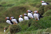 Fratercula arctica / Pulcinella di mare / Atlantic puffin / Macareux moine
