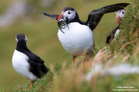 Fratercula arctica / Pulcinella di mare / Atlantic puffin / Macareux moine
