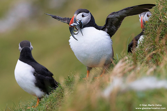 Fratercula arctica / Pulcinella di mare / Atlantic puffin / Macareux moine