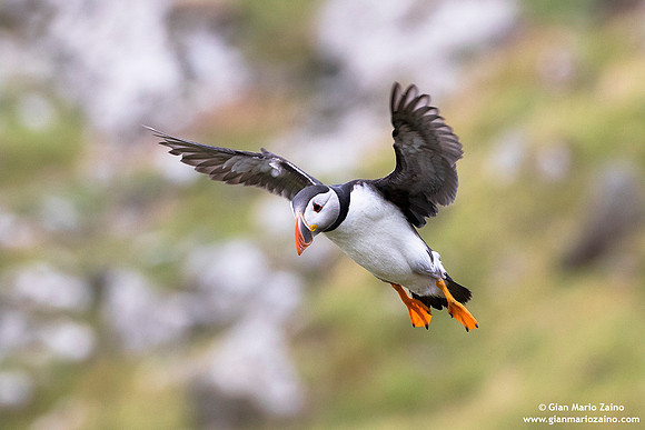Fratercula arctica / Pulcinella di mare / Atlantic puffin / Macareux moine