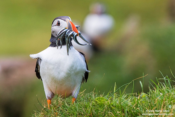 Fratercula arctica / Pulcinella di mare / Atlantic puffin / Macareux moine
