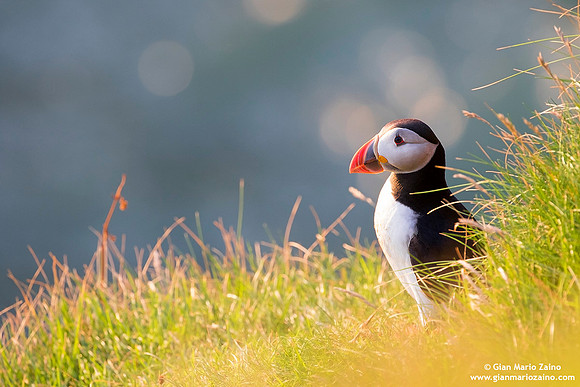 Fratercula arctica / Pulcinella di mare / Atlantic puffin / Macareux moine