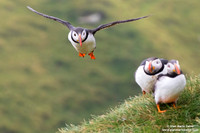 Fratercula arctica / Pulcinella di mare / Atlantic puffin / Macareux moine