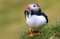 Fratercula arctica / Pulcinella di mare / Atlantic puffin / Macareux moine