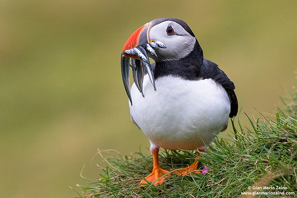 Fratercula arctica / Pulcinella di mare / Atlantic puffin / Macareux moine