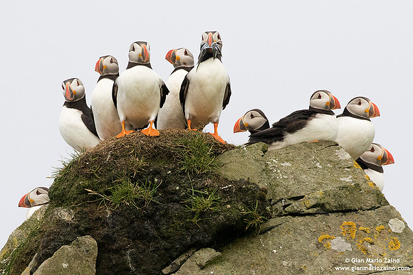 Fratercula arctica / Pulcinella di mare / Atlantic puffin / Macareux moine