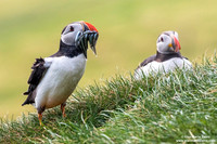 Fratercula arctica / Pulcinella di mare / Atlantic puffin / Macareux moine