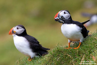 Fratercula arctica / Pulcinella di mare / Atlantic puffin / Macareux moine