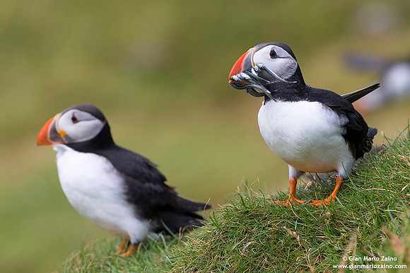 Fratercula arctica / Pulcinella di mare / Atlantic puffin / Macareux moine