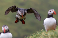 Fratercula arctica / Pulcinella di mare / Atlantic puffin / Macareux moine