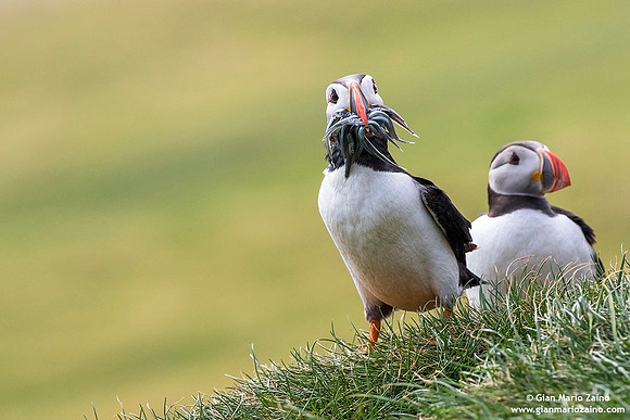 Fratercula arctica / Pulcinella di mare / Atlantic puffin / Macareux moine