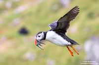 Fratercula arctica / Pulcinella di mare / Atlantic puffin / Macareux moine