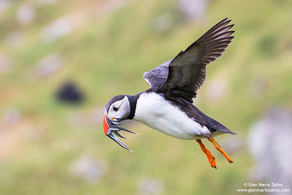 Fratercula arctica / Pulcinella di mare / Atlantic puffin / Macareux moine