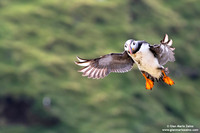 Fratercula arctica / Pulcinella di mare / Atlantic puffin / Macareux moine