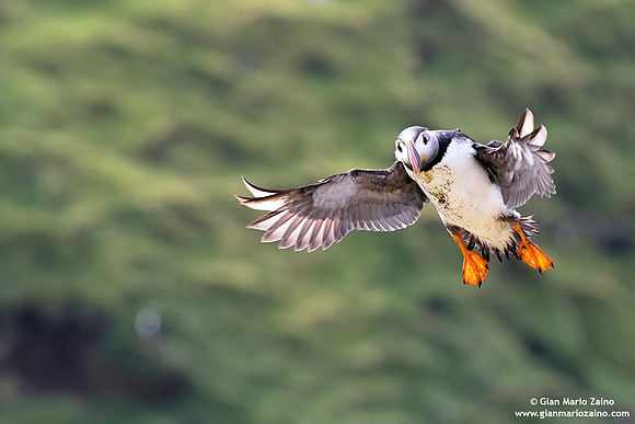 Fratercula arctica / Pulcinella di mare / Atlantic puffin / Macareux moine