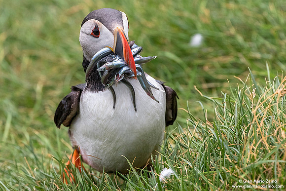 Fratercula arctica / Pulcinella di mare / Atlantic puffin / Macareux moine