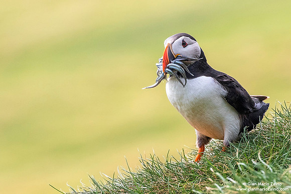 Fratercula arctica / Pulcinella di mare / Atlantic puffin / Macareux moine