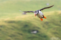 Fratercula arctica / Pulcinella di mare / Atlantic puffin / Macareux moine