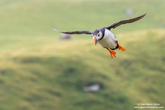 Fratercula arctica / Pulcinella di mare / Atlantic puffin / Macareux moine