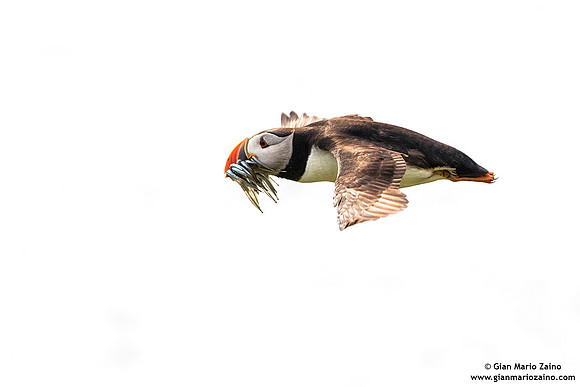 Fratercula arctica / Pulcinella di mare / Atlantic puffin / Macareux moine