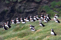 Fratercula arctica / Pulcinella di mare / Atlantic puffin / Macareux moine