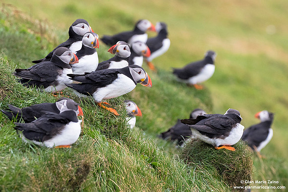 Fratercula arctica / Pulcinella di mare / Atlantic puffin / Macareux moine
