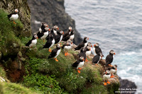 Fratercula arctica / Pulcinella di mare / Atlantic puffin / Macareux moine