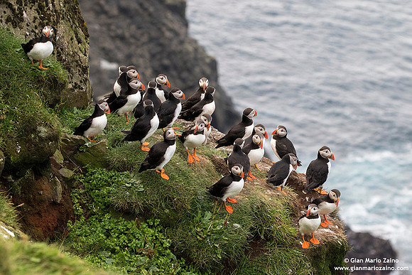 Fratercula arctica / Pulcinella di mare / Atlantic puffin / Macareux moine