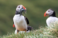 Fratercula arctica / Pulcinella di mare / Atlantic puffin / Macareux moine