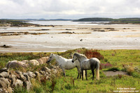 Ireland - (2008)