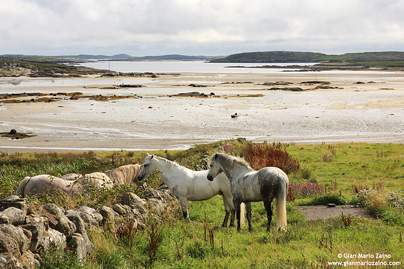 Ireland - (2008)
