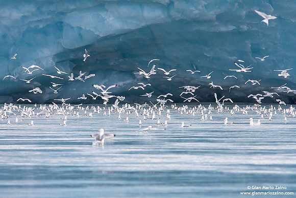 Larus argentatus / Gabbiano reale nordico / European herring gull / Goéland argenté