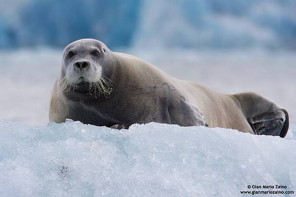 Erignathus barbatus / Foca barbata / Bearded seal / Phoque barbu