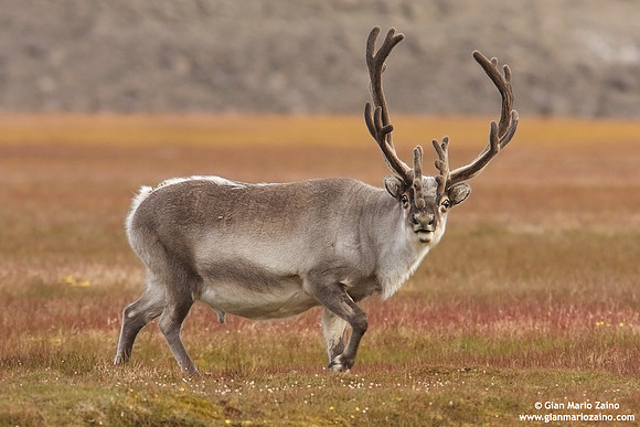 Rangifer tarandus platyrhynchus / Renna delle Svalbard / Svalbard reindeer / Renne de Svalbard