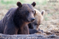 Ursus arctos / Orso bruno / Brown bear / Ours brun
