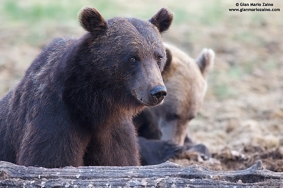 Ursus arctos / Orso bruno / Brown bear / Ours brun