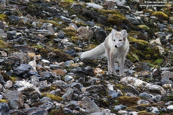 Alopex lagopus / Volpe artica / Artic fox / Renard polaire