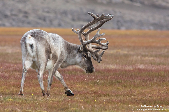Rangifer tarandus platyrhynchus / Renna delle Svalbard / Svalbard reindeer / Renne de Svalbard