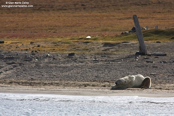 Ursus maritimus / Orso polare / Polar bear / Ours polaire